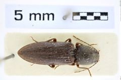 Foto (Dorsalansicht) von Cardiotarsus rotundicollis (Fleutiaux, 1931) (NHMW-ZOO-COL-0008268)